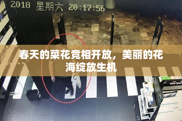 春天的菜花竞相开放，美丽的花海绽放生机