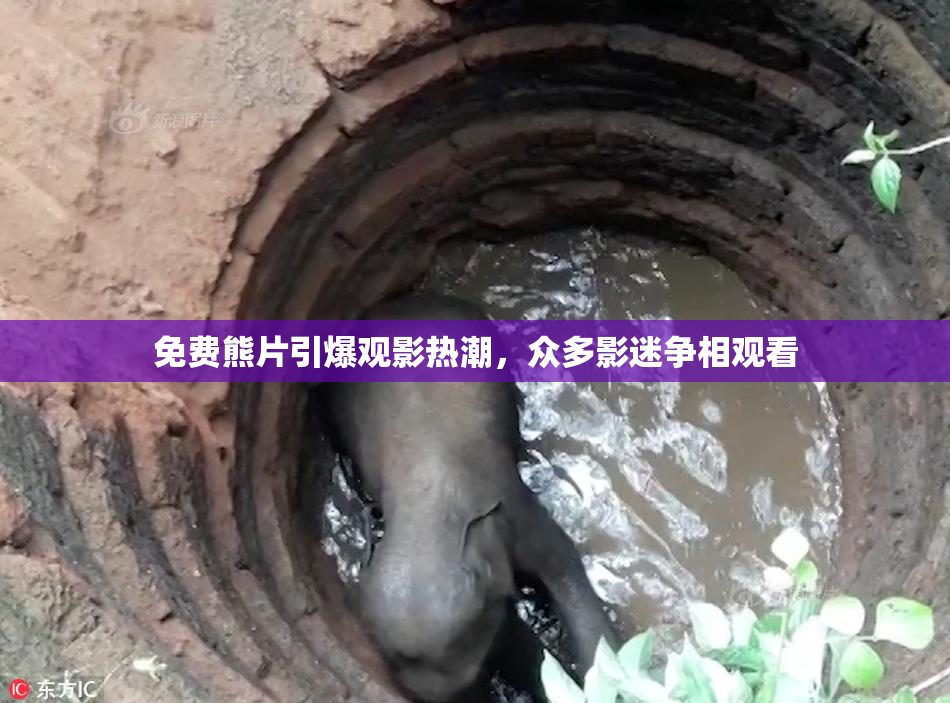 免费熊片引爆观影热潮，众多影迷争相观看