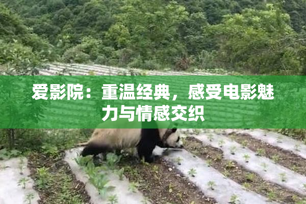 爱影院：重温经典，感受电影魅力与情感交织