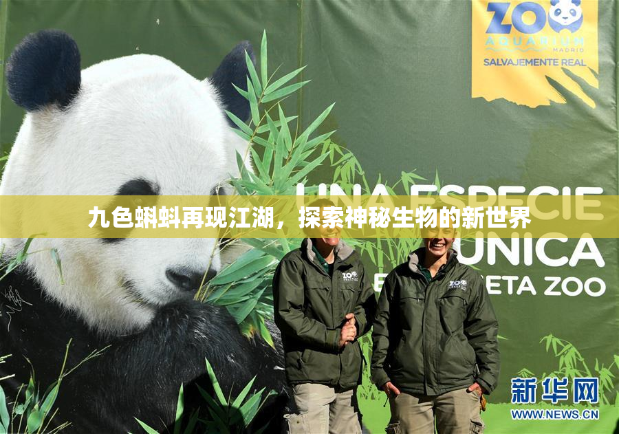 九色蝌蚪再现江湖，探索神秘生物的新世界