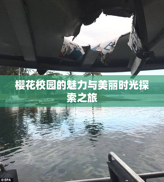 樱花校园的魅力与美丽时光探索之旅