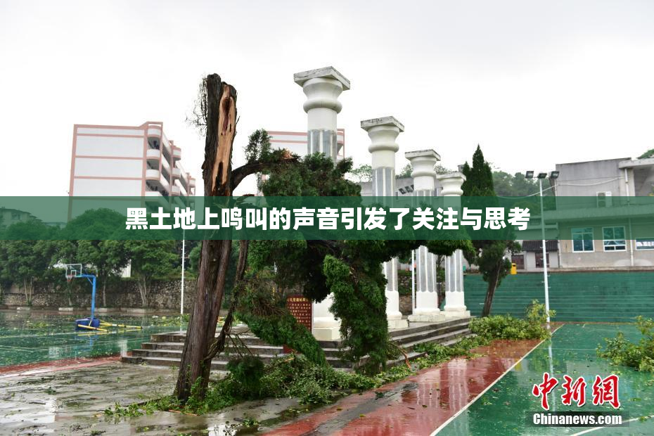 黑土地上鸣叫的声音引发了关注与思考