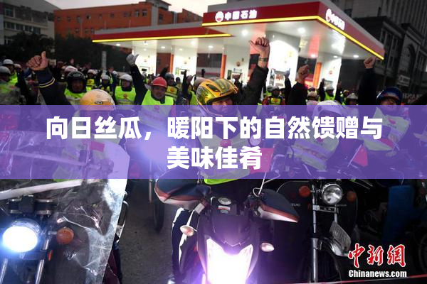 向日丝瓜，暖阳下的自然馈赠与美味佳肴