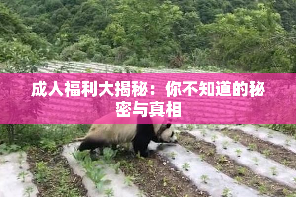 成人福利大揭秘：你不知道的秘密与真相