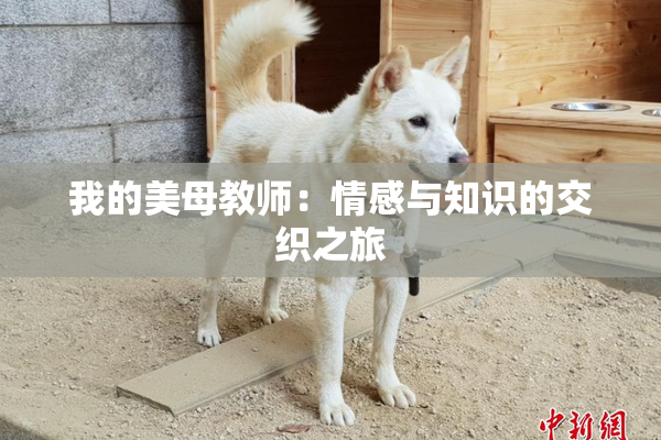 我的美母教师：情感与知识的交织之旅