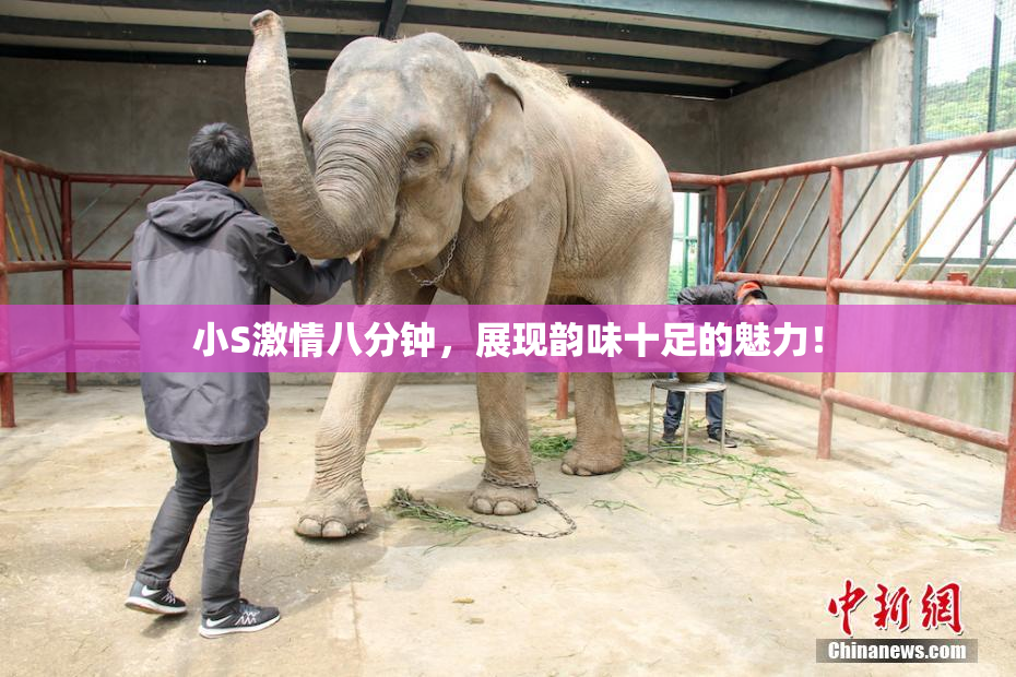 小S激情八分钟，展现韵味十足的魅力！