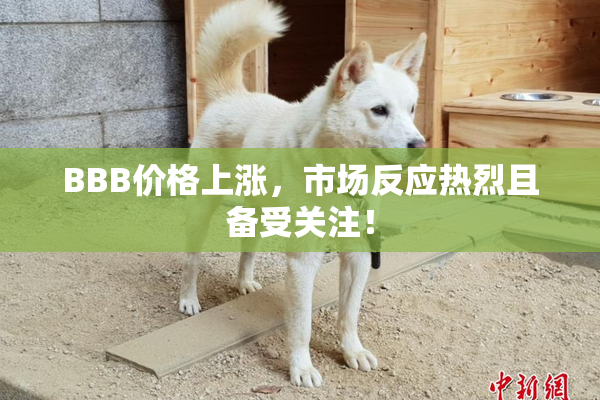 BBB价格上涨，市场反应热烈且备受关注！