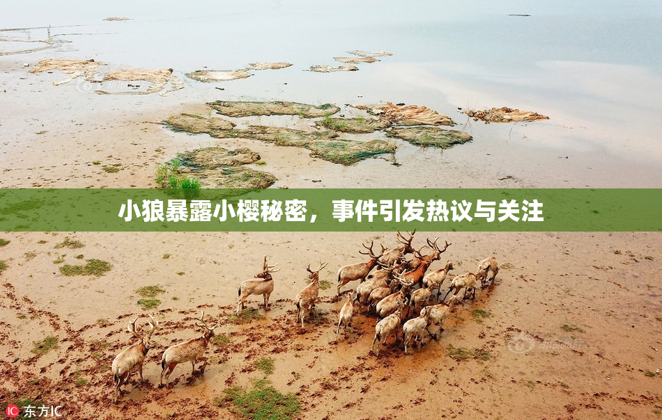 小狼暴露小樱秘密，事件引发热议与关注