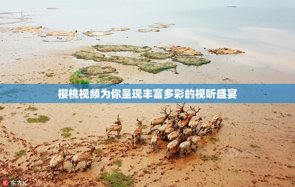 樱桃视频为你呈现丰富多彩的视听盛宴