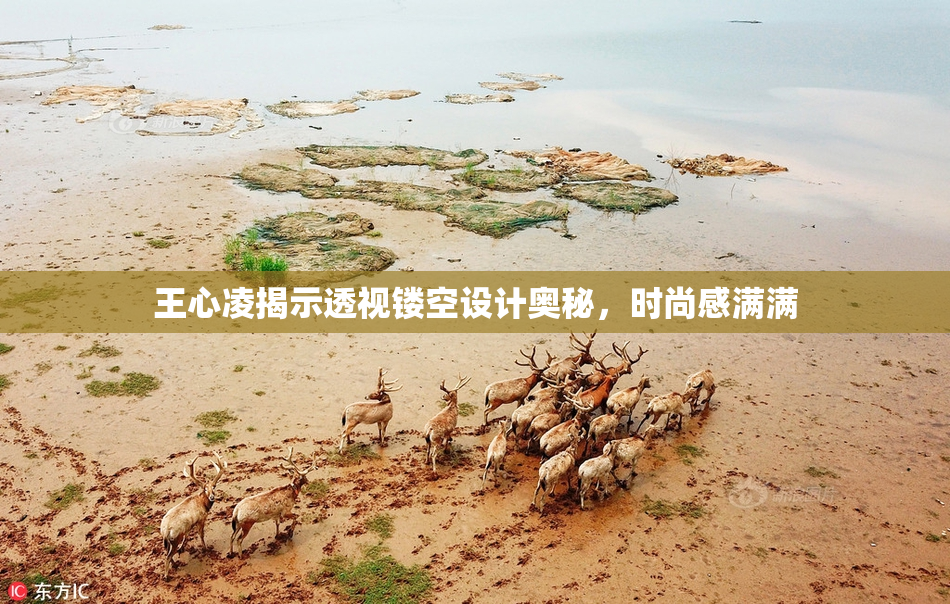 王心凌揭示透视镂空设计奥秘，时尚感满满