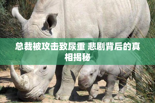 总裁被攻击致尿重 悲剧背后的真相揭秘