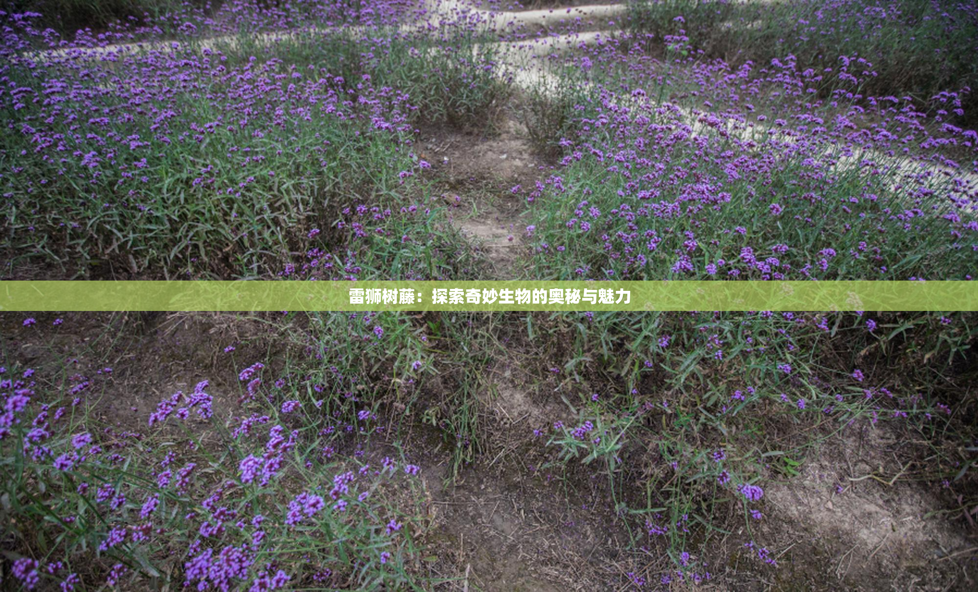 雷狮树藤：探索奇妙生物的奥秘与魅力