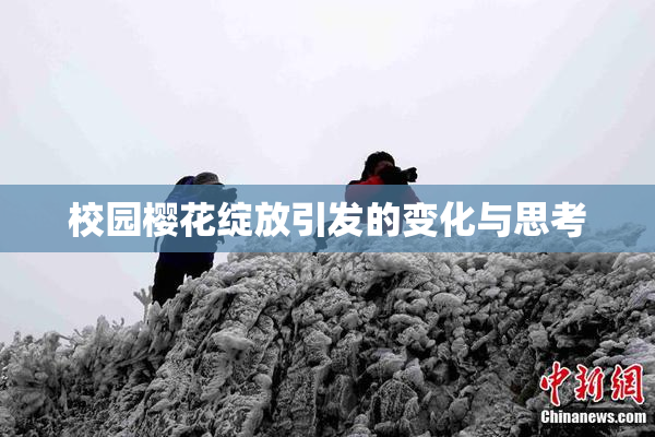 校园樱花绽放引发的变化与思考