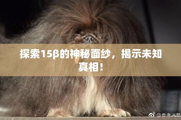 探索15β的神秘面纱，揭示未知真相！
