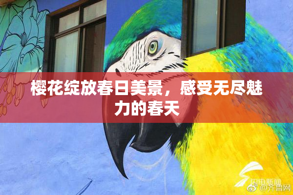 樱花绽放春日美景，感受无尽魅力的春天