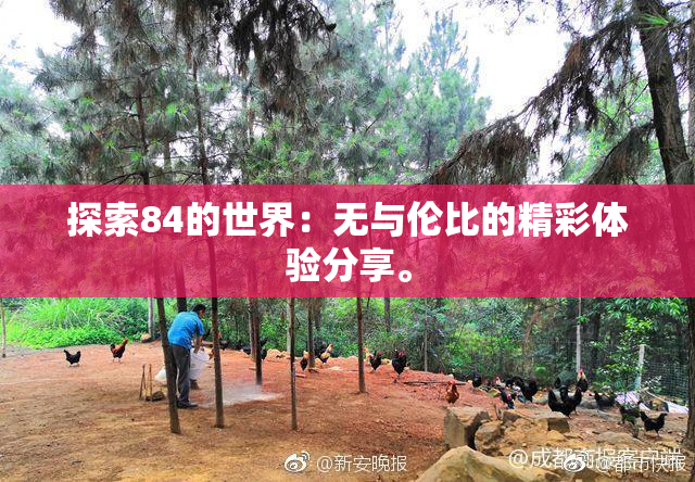 探索84的世界：无与伦比的精彩体验分享。