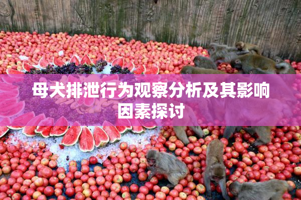 母犬排泄行为观察分析及其影响因素探讨