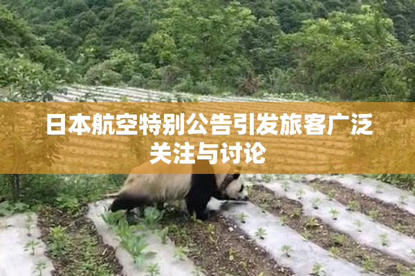 日本航空特别公告引发旅客广泛关注与讨论