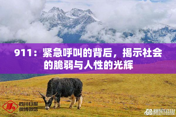 911：紧急呼叫的背后，揭示社会的脆弱与人性的光辉