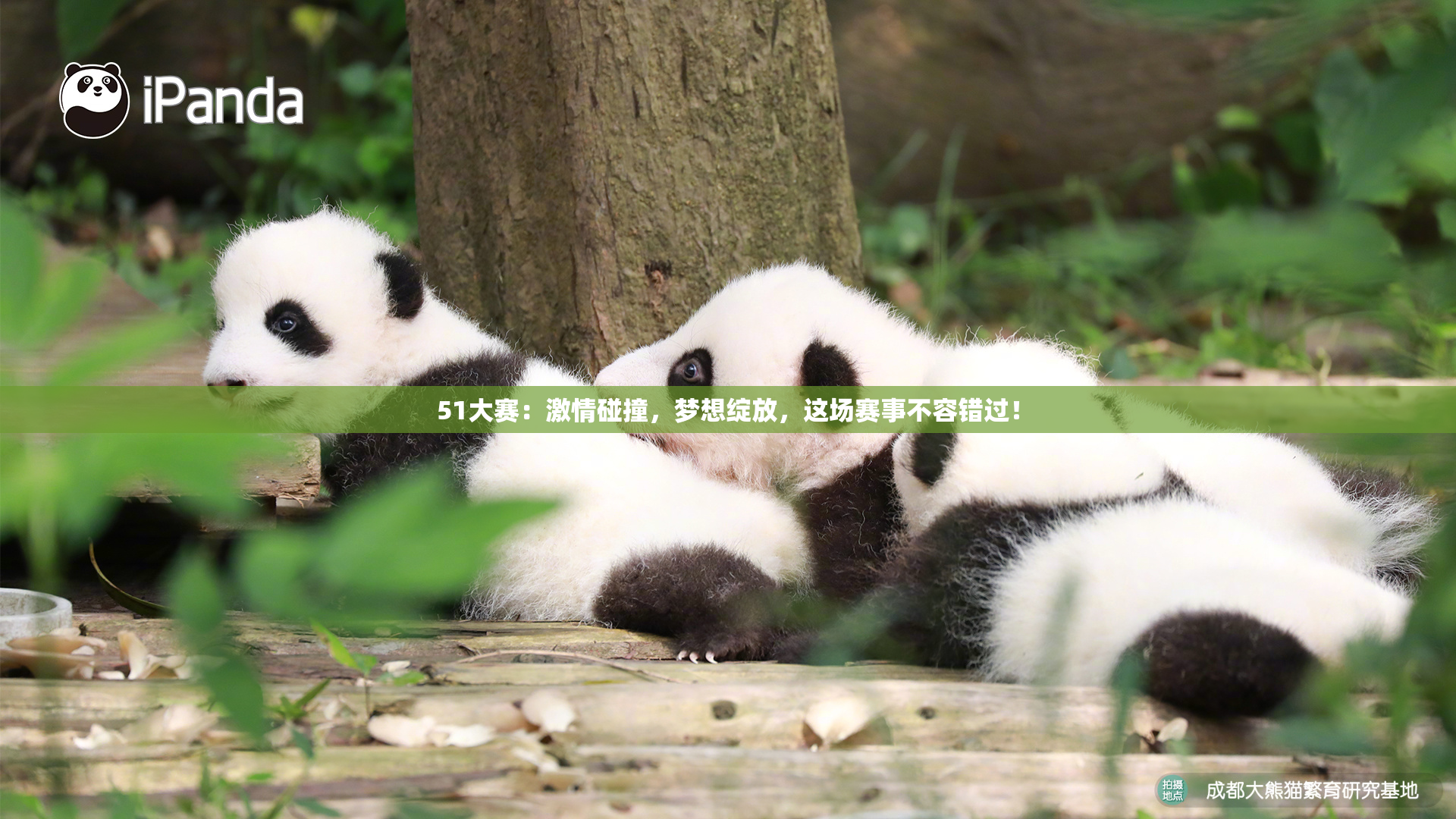 51大赛：激情碰撞，梦想绽放，这场赛事不容错过！