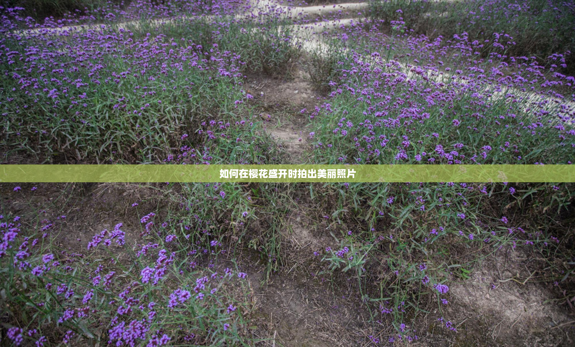 如何在樱花盛开时拍出美丽照片