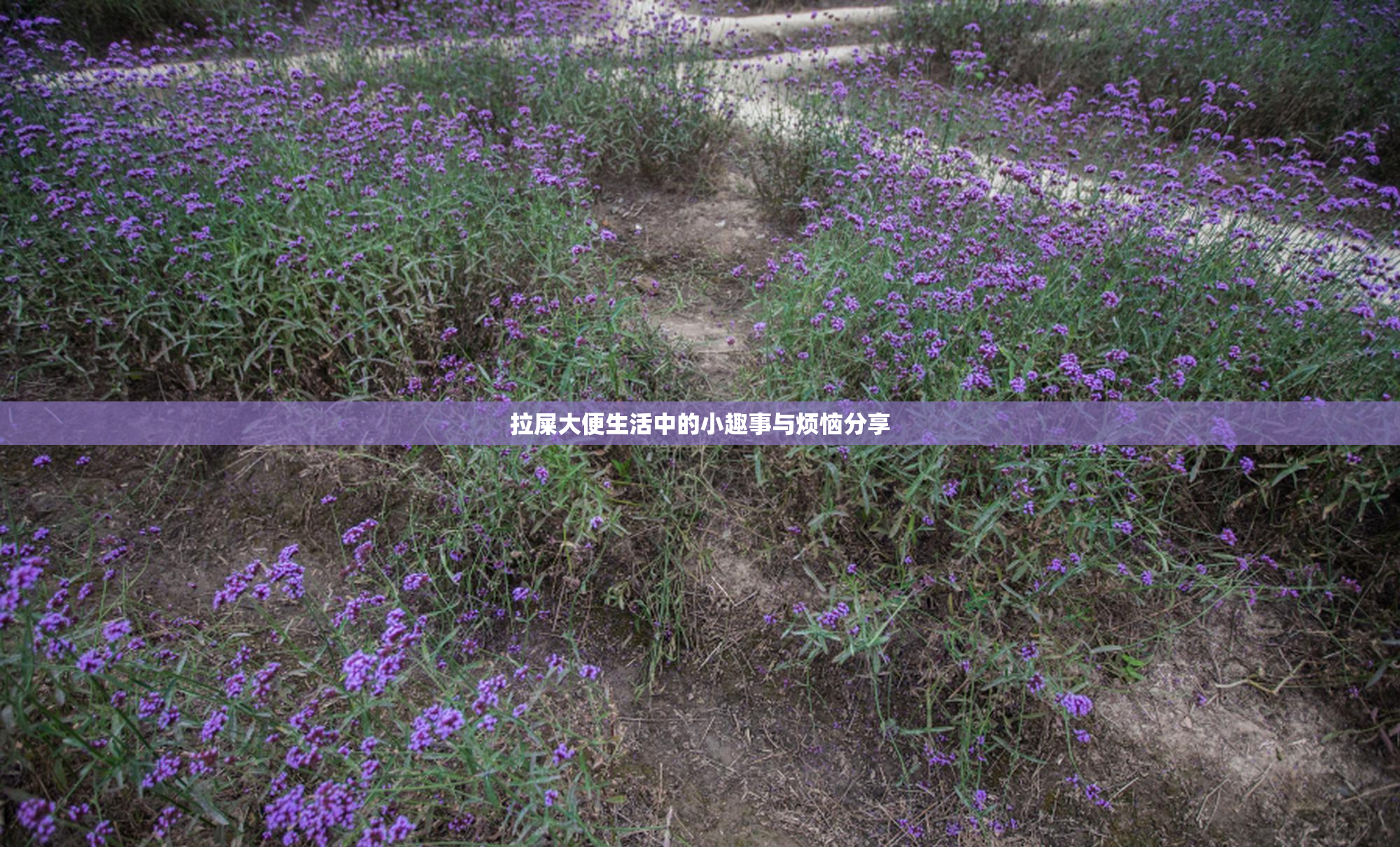 拉屎大便生活中的小趣事与烦恼分享