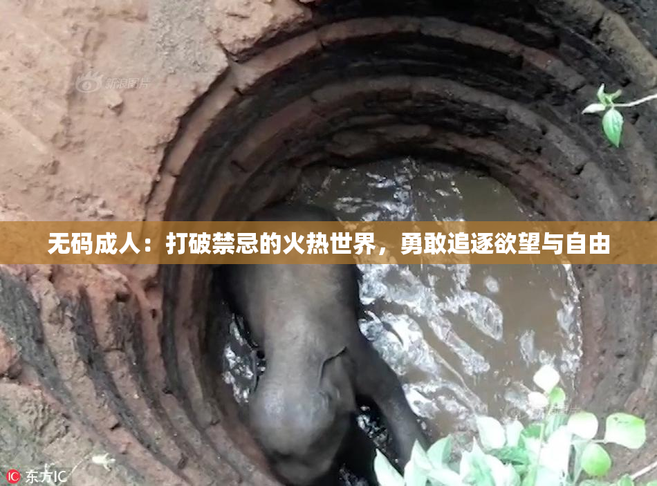 无码成人：打破禁忌的火热世界，勇敢追逐欲望与自由