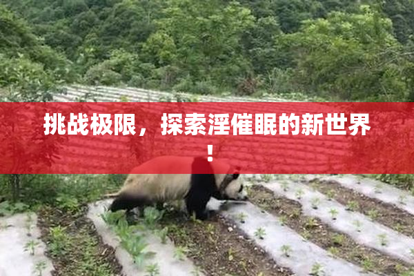 挑战极限，探索淫催眠的新世界！
