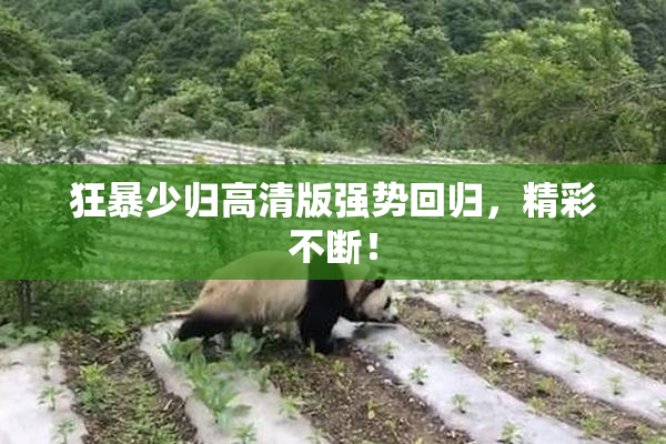 狂暴少归高清版强势回归，精彩不断！