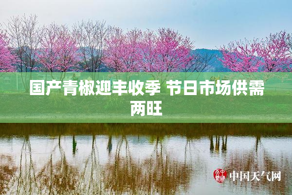 国产青椒迎丰收季 节日市场供需两旺