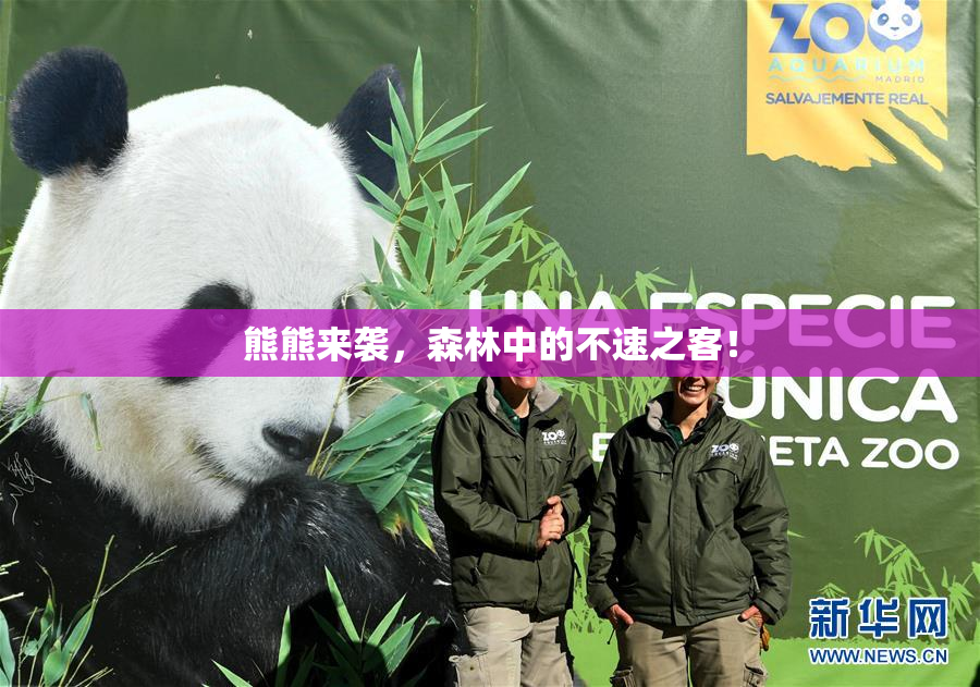 熊熊来袭，森林中的不速之客！