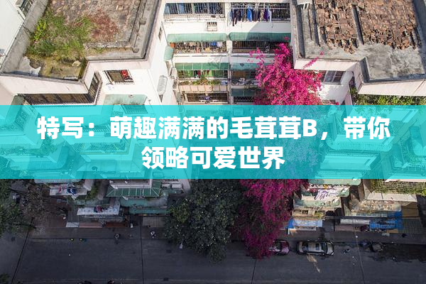 特写：萌趣满满的毛茸茸B，带你领略可爱世界