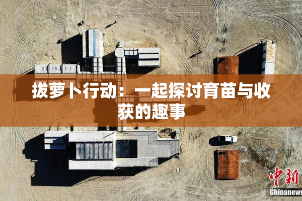 拔萝卜行动：一起探讨育苗与收获的趣事