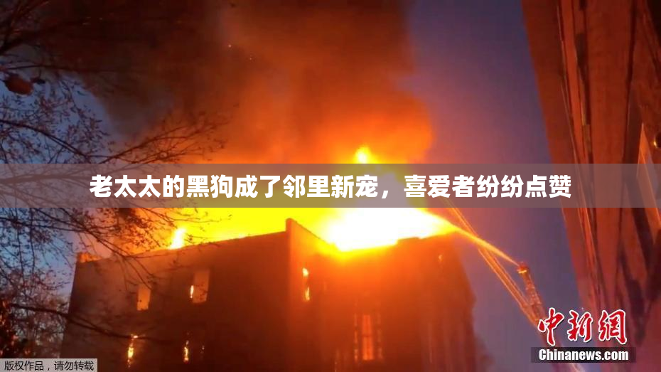 老太太的黑狗成了邻里新宠，喜爱者纷纷点赞