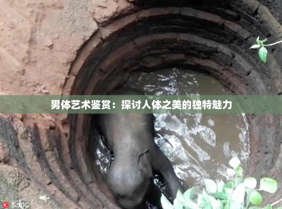男体艺术鉴赏：探讨人体之美的独特魅力