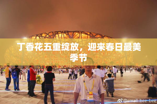 丁香花五重绽放，迎来春日最美季节