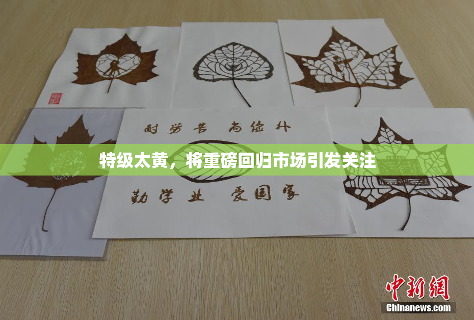 特级太黄，将重磅回归市场引发关注