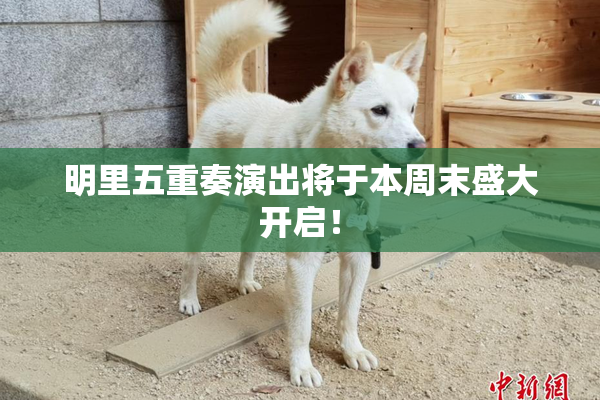 明里五重奏演出将于本周末盛大开启！