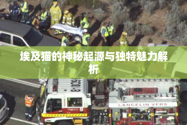 埃及猫的神秘起源与独特魅力解析