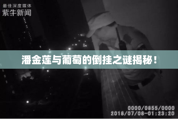 潘金莲与葡萄的倒挂之谜揭秘！