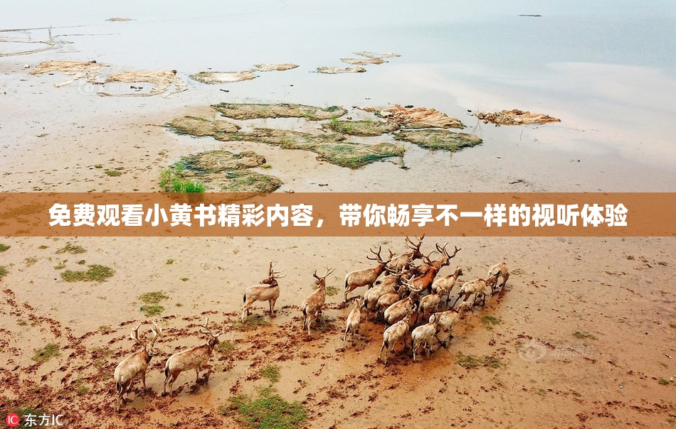 免费观看小黄书精彩内容，带你畅享不一样的视听体验