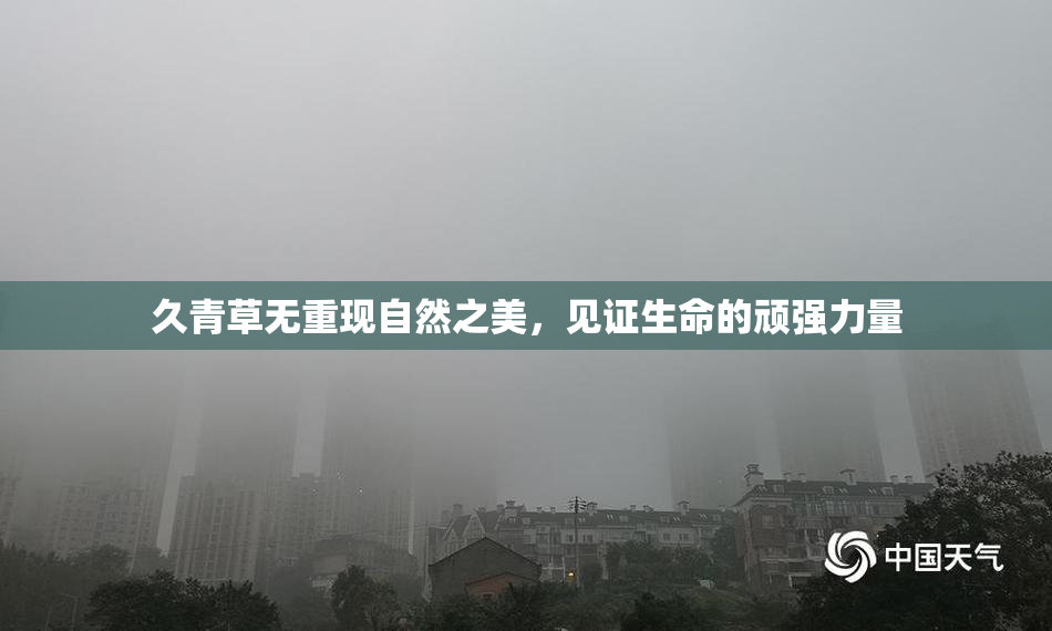 久青草无重现自然之美，见证生命的顽强力量