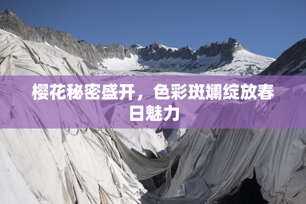 樱花秘密盛开，色彩斑斓绽放春日魅力