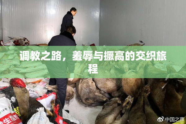 调教之路，羞辱与撅高的交织旅程