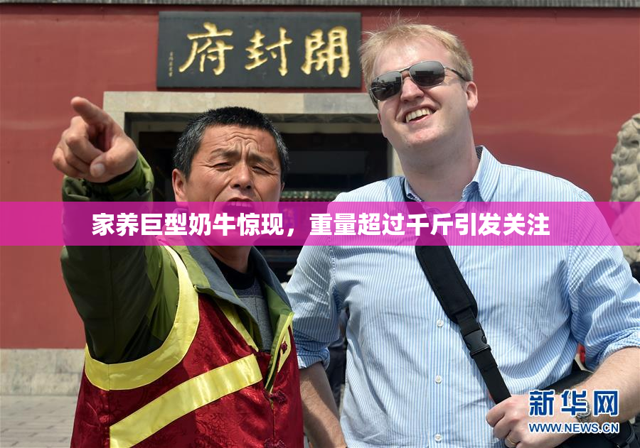 家养巨型奶牛惊现，重量超过千斤引发关注