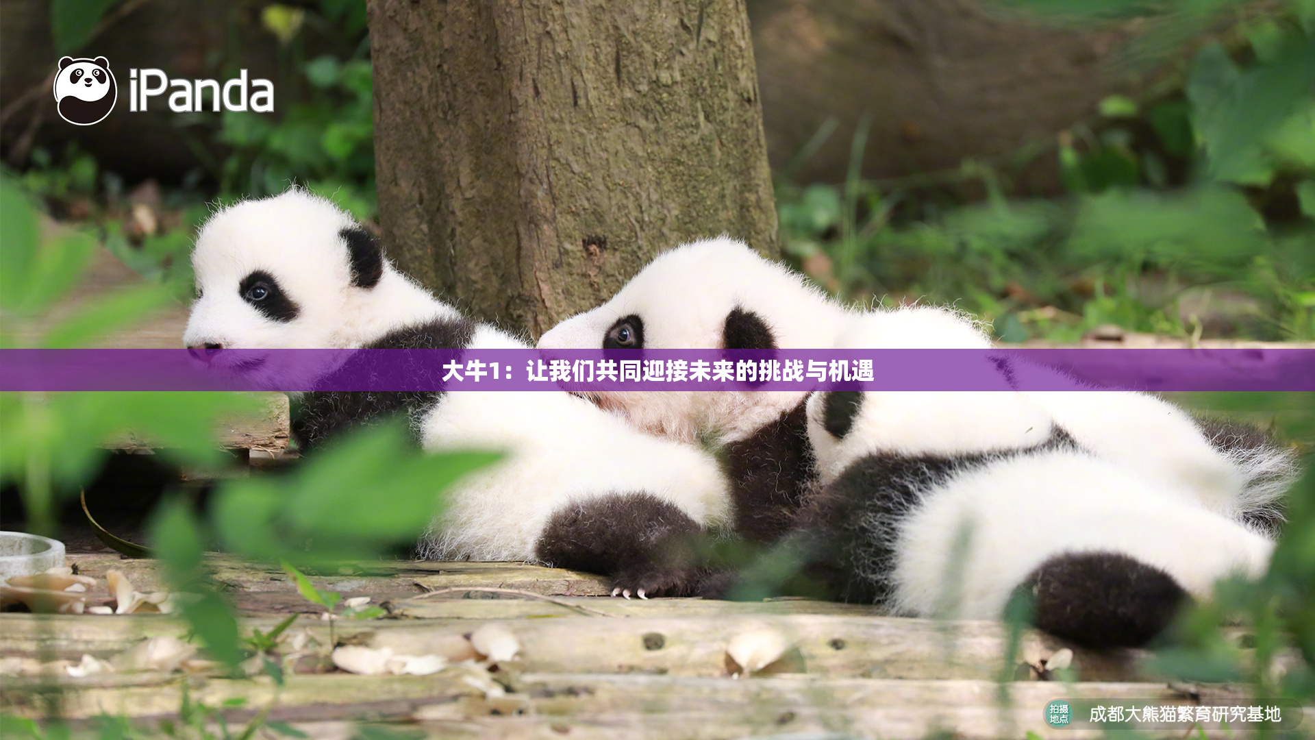 大牛1：让我们共同迎接未来的挑战与机遇