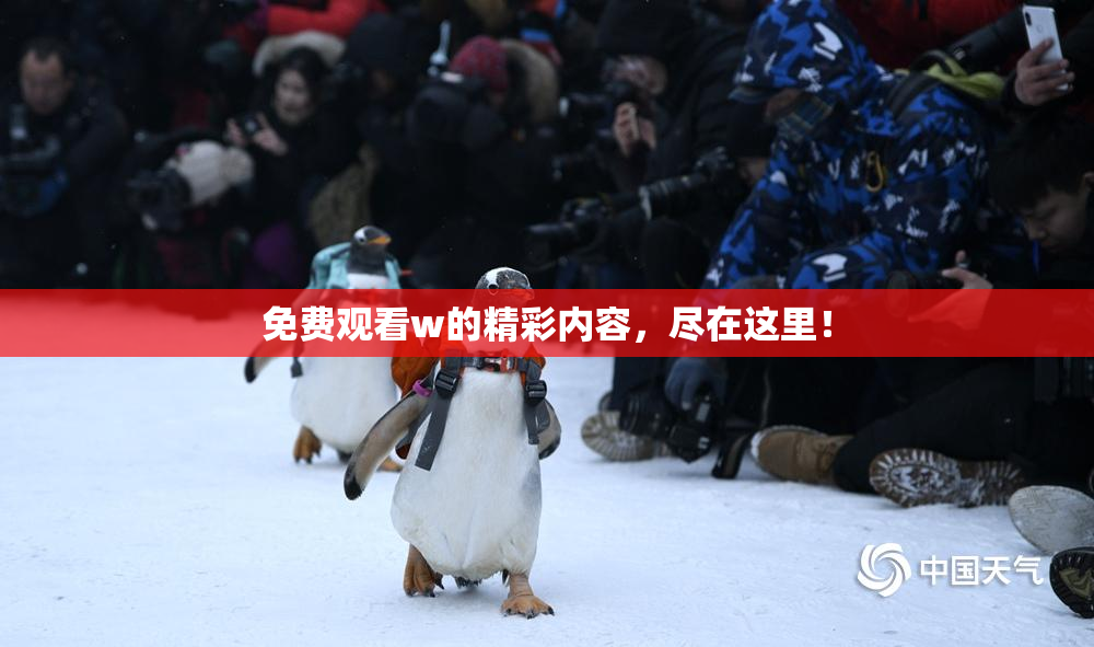 免费观看w的精彩内容，尽在这里！