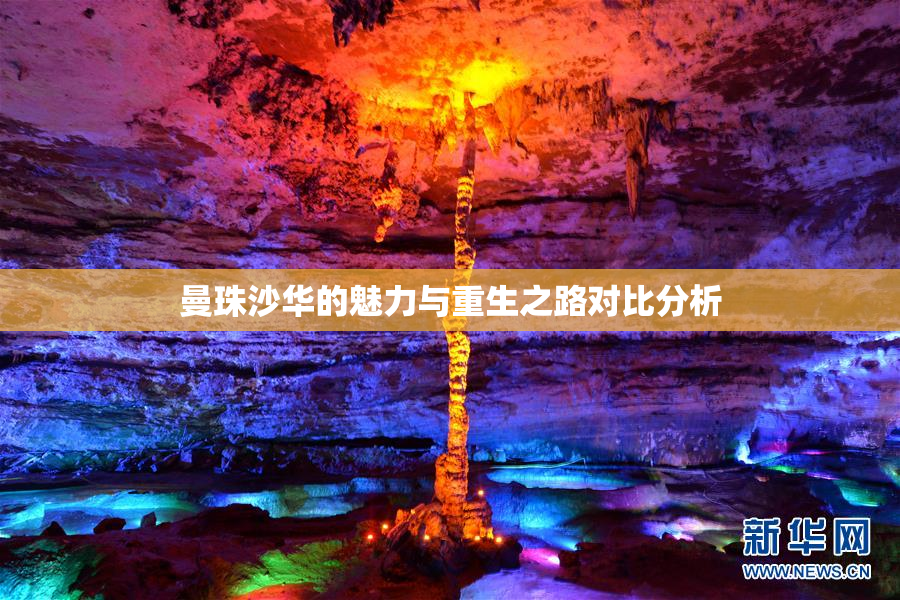 曼珠沙华的魅力与重生之路对比分析