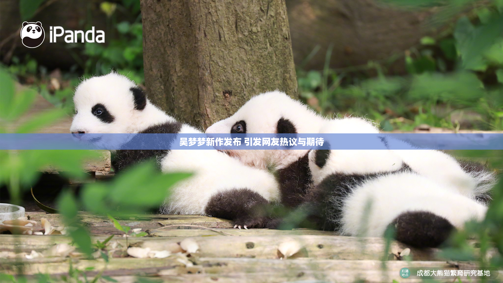吴梦梦新作发布 引发网友热议与期待