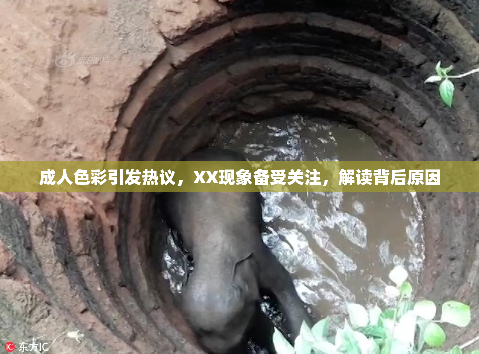 成人色彩引发热议，XX现象备受关注，解读背后原因